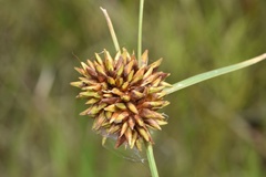 Rhynchospora indianolensis