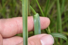 Rhynchospora indianolensis