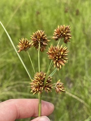 Rhynchospora indianolensis