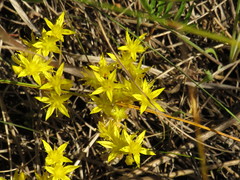 Sedum acre