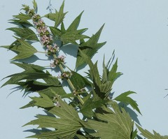 Leonurus cardiaca