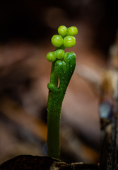 Botrychium tenebrosum