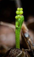 Botrychium tenebrosum