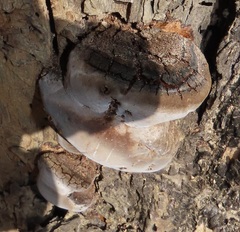 Fulvifomes elaeodendri