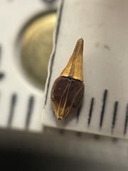 Rhynchospora indianolensis