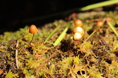 Galerina sphagnorum