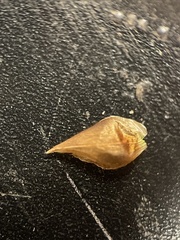 Rhynchospora indianolensis