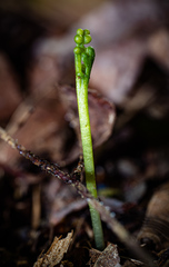 Botrychium tenebrosum