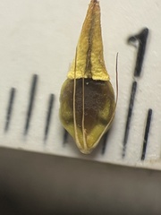 Rhynchospora indianolensis