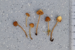 Galerina sphagnorum