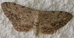 Idaea incisaria