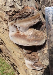 Fulvifomes elaeodendri