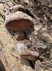 Fulvifomes elaeodendri