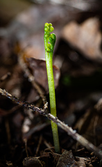 Botrychium tenebrosum