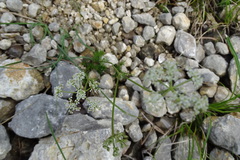 Dethawia splendens