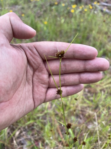 Image of Rhynchospora microcephala by (c) Brandon Corder, some rights reserved (CC BY)