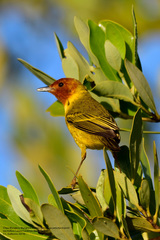 Setophaga petechia bryanti
