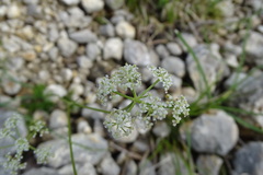 Dethawia splendens