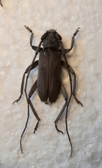 Pantomallus sordidus