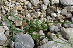 Dethawia splendens