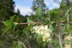 Lonicera pyrenaica