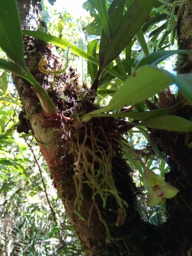 Bulbophyllum molossus image