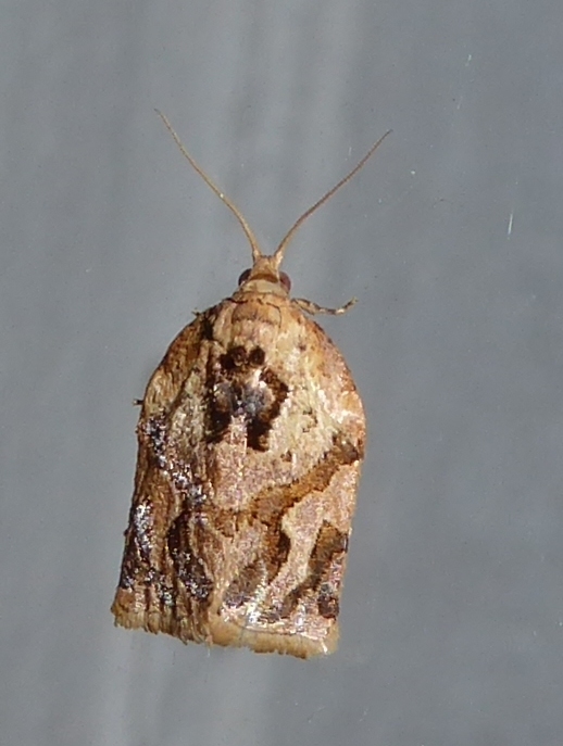 Appleleaf-curling moth