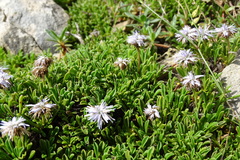 Globularia repens