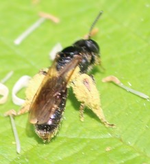 Gonandrena