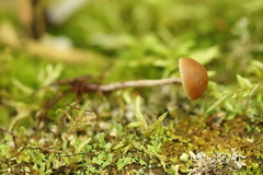 Deconica crobula
