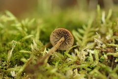 Deconica crobula