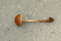 Deconica crobula