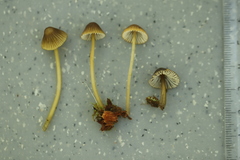 Mycena viridimarginata