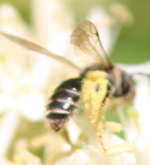 Gonandrena