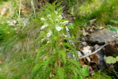 Pedicularis foliosa