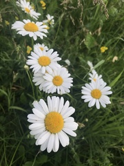 Leucanthemum vulgare