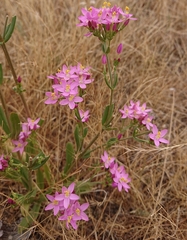 Centaurium grandiflorum