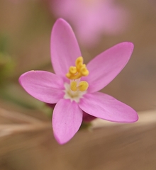 Centaurium grandiflorum
