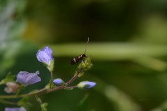 Cauchas fibulella