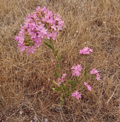 Centaurium grandiflorum