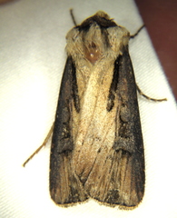 Agrotis volubilis