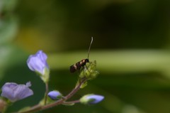 Cauchas fibulella