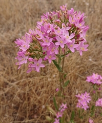 Centaurium grandiflorum