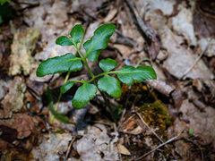 Sceptridium oneidense