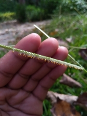 Paspalum conjugatum image