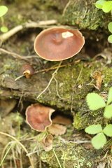 Gymnopus ocior
