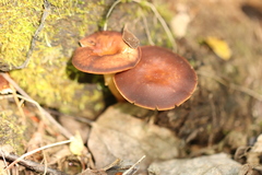 Gymnopus ocior
