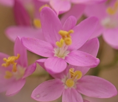 Centaurium grandiflorum
