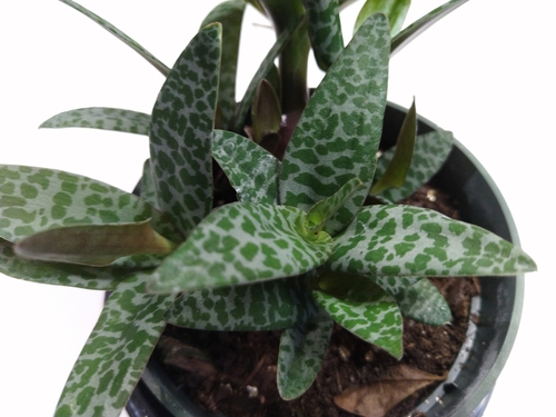 Ledebouria socialis iNat (2)