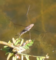 Limnogonoides